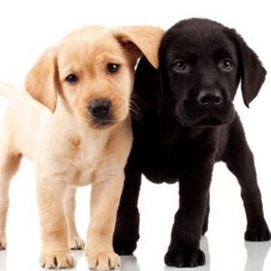 Meet your Posher, Sophia